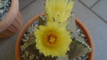 Astrophytum myriostigma