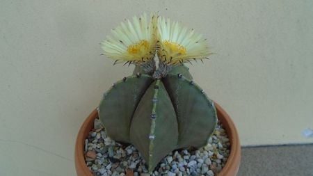 Astrophytum myriostigma