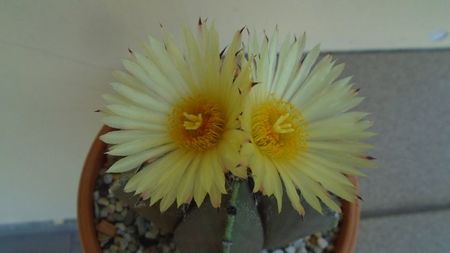 Astrophytum myriostigma