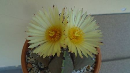 Astrophytum myriostigma