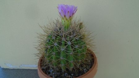 Acanthocalycium spiniflorum f. violaceum