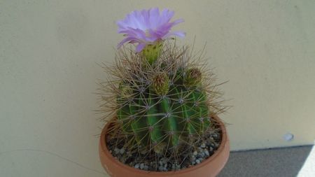 Acanthocalycium spiniflorum f. violaceum