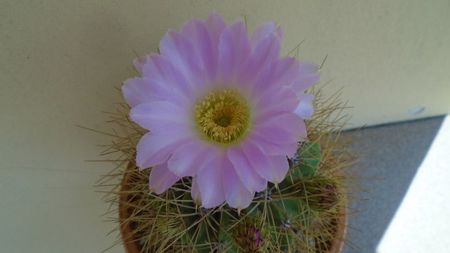 Acanthocalycium spiniflorum f. violaceum