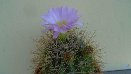 Acanthocalycium spiniflorum f. violaceum