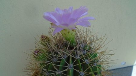 Acanthocalycium spiniflorum f. violaceum