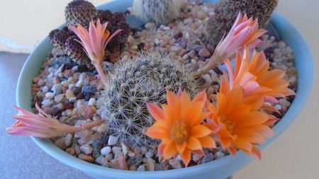 Rebutia steinmannii v. christinae