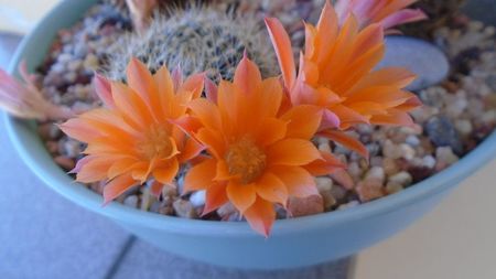 Rebutia steinmannii v. christinae