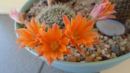 Rebutia steinmannii v. christinae