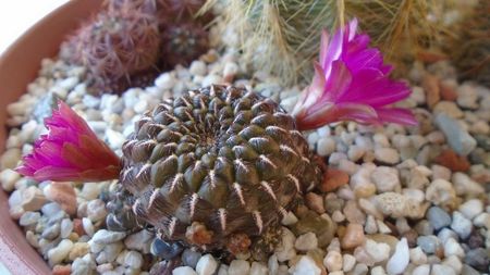 Sulcorebutia heinzii (Rebutia steinbachii)