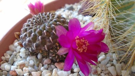 Sulcorebutia heinzii (Rebutia steinbachii)