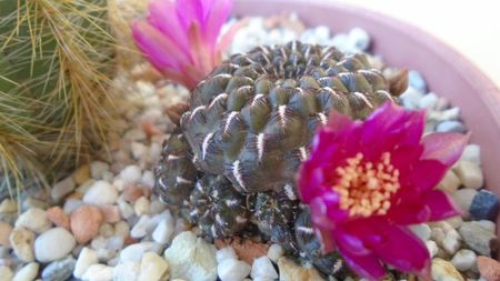 Sulcorebutia heinzii (Rebutia steinbachii)