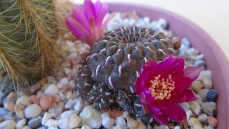 Sulcorebutia heinzii (Rebutia steinbachii)