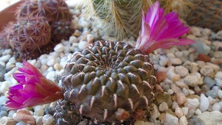 Sulcorebutia heinzii (Rebutia steinbachii)