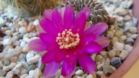 Sulcorebutia heinzii (Rebutia steinbachii)