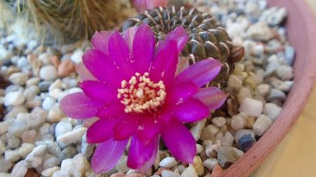 Sulcorebutia heinzii (Rebutia steinbachii)