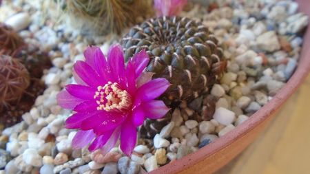 Sulcorebutia heinzii (Rebutia steinbachii)