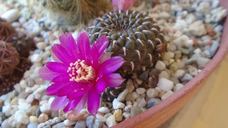 Sulcorebutia heinzii (Rebutia steinbachii)