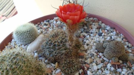 Lobivia arachnacantha v. densiseta (Echinopsis ancistrophora ssp. arachnacantha)