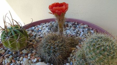 Lobivia arachnacantha v. densiseta (Echinopsis ancistrophora ssp. arachnacantha)