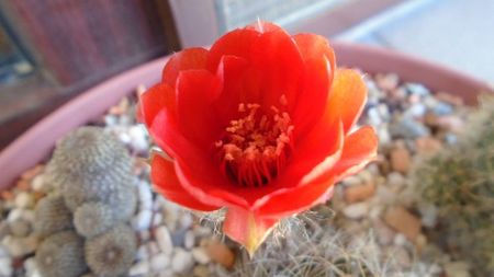 Lobivia arachnacantha v. densiseta (Echinopsis ancistrophora ssp. arachnacantha)