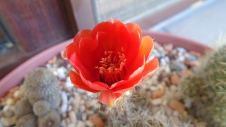 Lobivia arachnacantha v. densiseta (Echinopsis ancistrophora ssp. arachnacantha)