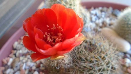 Lobivia arachnacantha v. densiseta (Echinopsis ancistrophora ssp. arachnacantha)