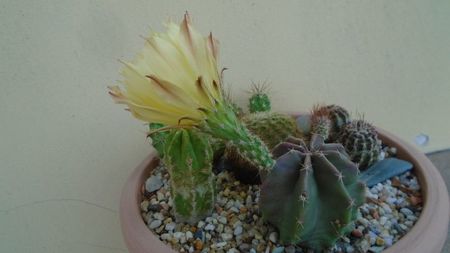 Echinocereus subinermis