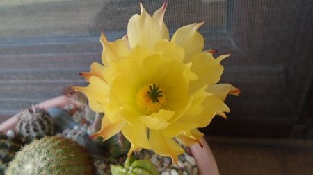 Echinocereus subinermis