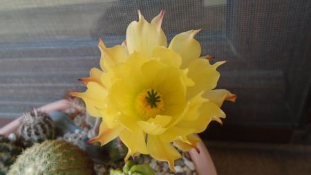 Echinocereus subinermis