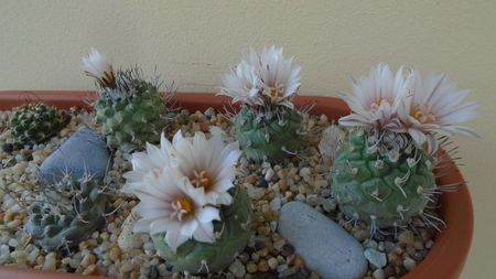 Turbinicarpus hb.