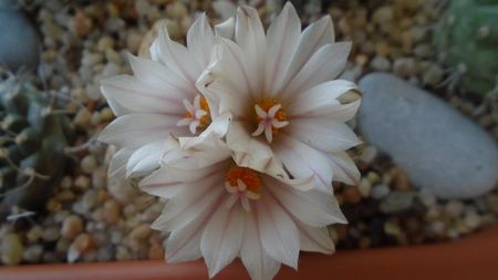 Turbinicarpus hb.