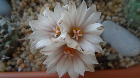 Turbinicarpus hb.