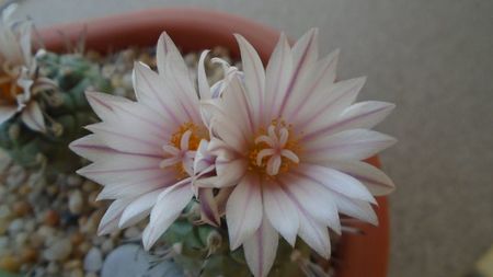 Turbinicarpus hb.