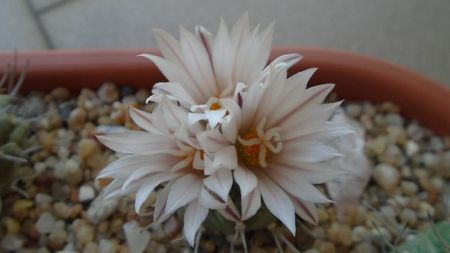 Turbinicarpus hb.