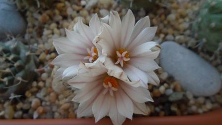 Turbinicarpus hb.