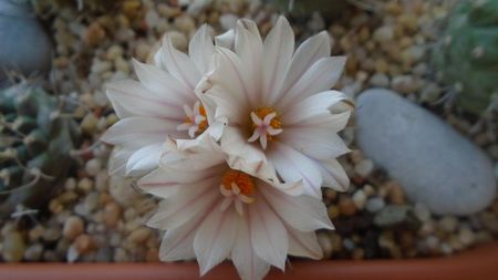 Turbinicarpus hb.