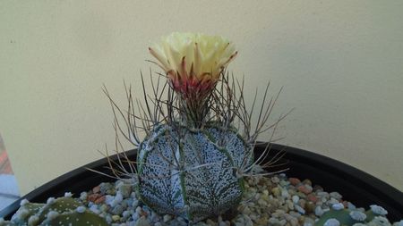 Astrophytum capricorne