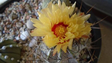 Astrophytum capricorne