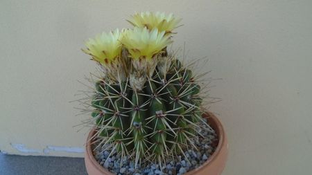 Notocactus submammulosus (Parodia mammulosa)