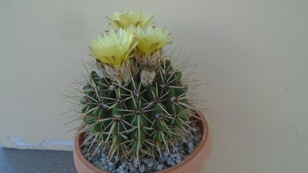 Notocactus submammulosus (Parodia mammulosa)