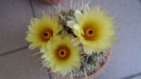 Notocactus submammulosus (Parodia mammulosa)