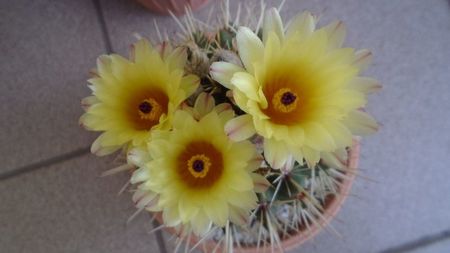 Notocactus submammulosus (Parodia mammulosa)