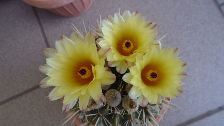 Notocactus submammulosus (Parodia mammulosa)