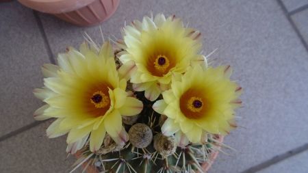 Notocactus submammulosus (Parodia mammulosa)