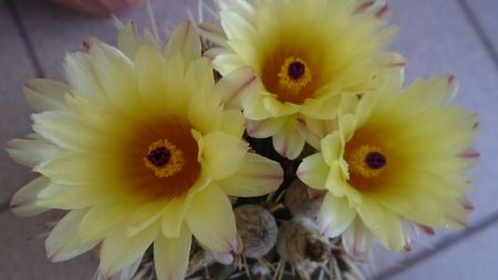 Notocactus submammulosus (Parodia mammulosa)