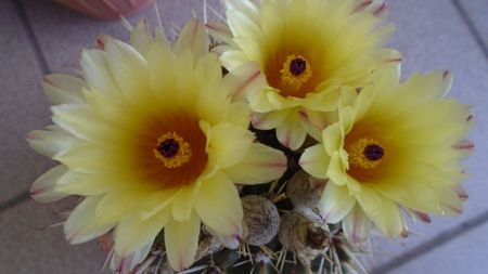 Notocactus submammulosus (Parodia mammulosa)