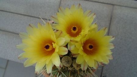 Notocactus submammulosus (Parodia mammulosa)