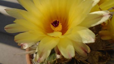 Notocactus submammulosus (Parodia mammulosa)