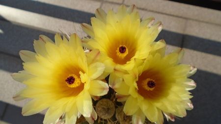 Notocactus submammulosus (Parodia mammulosa)