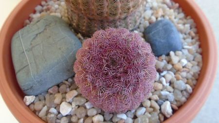 Echinocereus rigidissimus v. rubispinus; replantate in 27 iun. 2020
